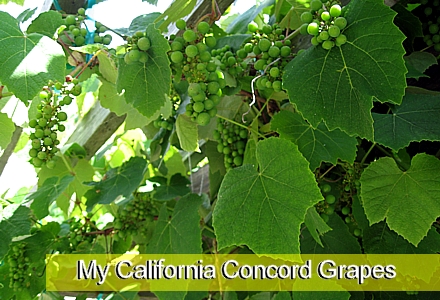 concord grapes impression